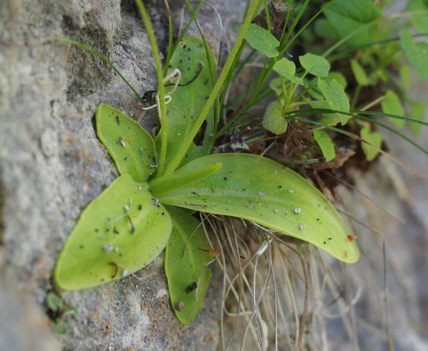 Butterwort [of the causses] leaf